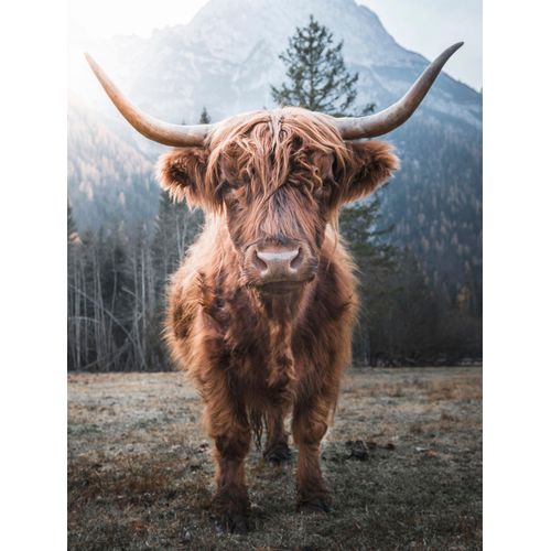 4032295088858 - Leinwandbild BÖNNINGHOFF Hochlandrind Bilder Gr B H T 46 cm x 61 cm x 15 cm 1 St bunt (braun grün blau grau) Leinwandbilder 4032295088858 - Leinwandbild BÖNNINGHOFF Hochlandrind Bilder Gr B H T 46 cm x 61 cm x 15 cm 1 St bunt (braun grün blau grau) Leinwandbilder