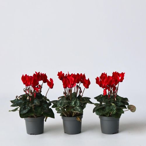 6097256270275 - Plant in a Box - Zyklame - 6 Stk - Cyclamen persicum Winfall Scarlet - Höhe 10-20cm - Topf 9cm 6097256270275 - Plant in a Box - Zyklame - 6 Stk - Cyclamen persicum Winfall Scarlet - Höhe 10-20cm - Topf 9cm