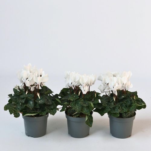 6097222360368 - Plant in a Box - Alpenveilchen - 3 Stk - Cyclamen persicum Metis White - Höhe 10-20cm - Topf 9cm
