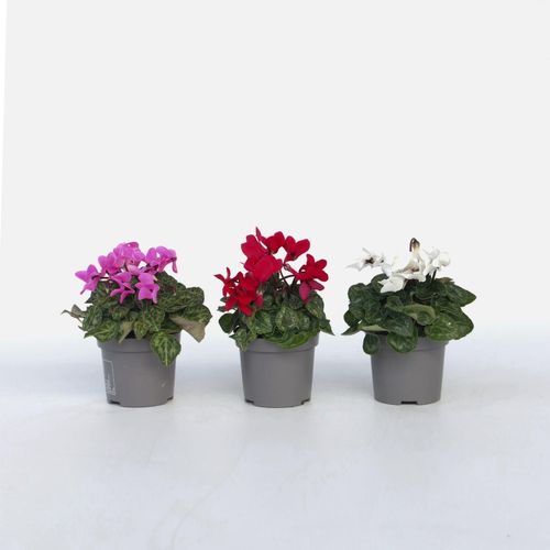 7428475999545 - Plant in a Box - Alpenveilchen - 3 Stk - Cyclamen persicum - Höhe 10-20cm - Topf 9cm 7428475999545 - Plant in a Box - Alpenveilchen - 3 Stk - Cyclamen persicum - Höhe 10-20cm - Topf 9cm
