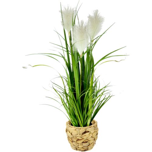 4019844795085 - Kunstpflanze IGEA Pampasgras Kunstpflanzen Gr B H L 22 cm x 80 cm x 22 cm weiß Künstliche Zimmerpflanzen Mit Übertopf künstliches Pampas Gras 4019844795085 - Kunstpflanze IGEA Pampasgras Kunstpflanzen Gr B H L 22 cm x 80 cm x 22 cm weiß Künstliche Zimmerpflanzen Mit Übertopf künstliches Pampas Gras