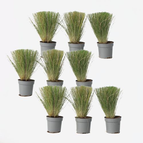 8721278902873 - Plant in a Box - Federgras - 18 Stk - Stipa tenuifolia Pony Tails - Höhe 20-30cm - Topf 9cm