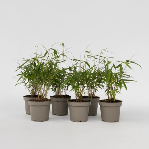 8721278902941 - Plant in a Box - Bambus - 18 Stk - Fargesia scabrida Asian Wonder - Höhe 25-40cm - Topf 13cm 8721278902941 - Plant in a Box - Bambus - 18 Stk - Fargesia scabrida Asian Wonder - Höhe 25-40cm - Topf 13cm