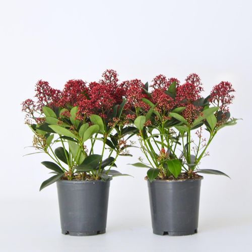 7428479194151 - Plant in a Box - Skimmie - 2 Stk - Skimmia japonica Rubella - Höhe 35-45cm - Topf 15cm