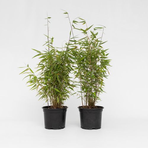 8721278902910 - Plant in a Box - Bambus - 12 Stk - Fargesia nitida Red Dragon - Höhe 60-80cm - Topf 17cm