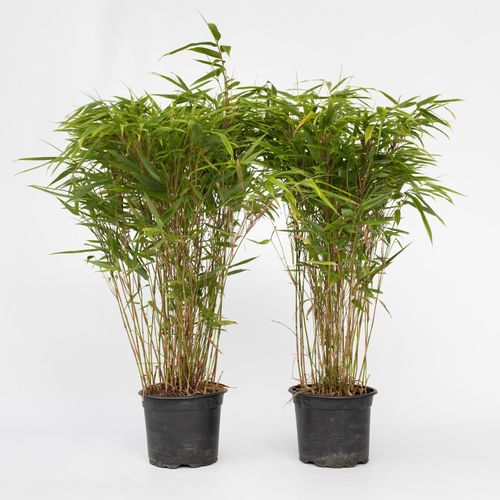 8721278902934 - Plant in a Box - Bambus - 12 Stk - Fargesia nitida Gansu - Höhe 50-70cm - Topf 17cm