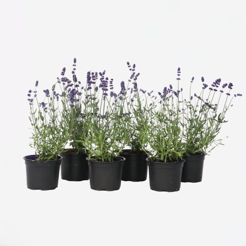 8721278902866 - Plant in a Box - Lavendelpflanzen - 36 Stk - Lavandula angustifolia - Höhe 10-15cm - Topf 11cm