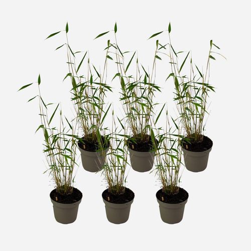 8721278902927 - Plant in a Box - Bambus - 18 Stk - Fargesia papyrifera Blue Dragon - Höhe 30-40cm - Topf 13cm 8721278902927 - Plant in a Box - Bambus - 18 Stk - Fargesia papyrifera Blue Dragon - Höhe 30-40cm - Topf 13cm