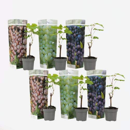8721278902989 - Plant in a Box - Traubenpflanze - 24 Stk - Vitis vinifera - Höhe 25-40cm - Topf 9cm