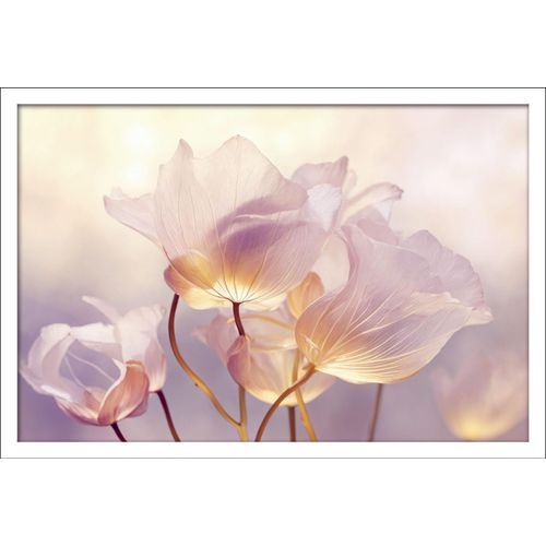 4019449525803 - Gerahmtes Bild FLOWERS