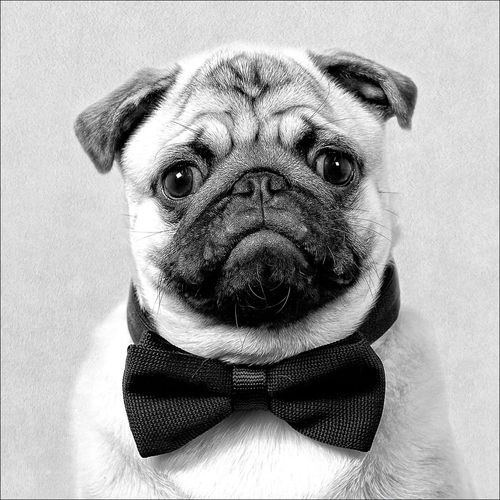 4019449528118 - Keilrahmenbild FUNNY DOG III 4019449528118 - Keilrahmenbild FUNNY DOG III