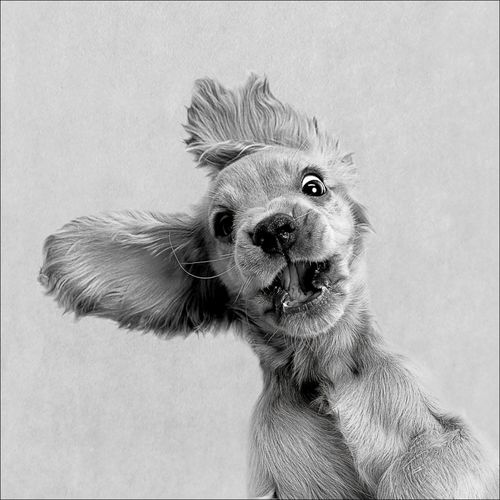 4019449528989 - Glasbild FUNNY DOG I 4019449528989 - Glasbild FUNNY DOG I