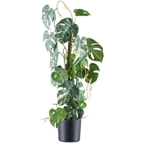 4064118242208 - Kunstpflanze CREATIV GREEN Philodendron varigata grün (grünweiß) H66cm Kunststoff Kunstpflanzen mit verschlungenem Stamm 4064118242208 - Kunstpflanze CREATIV GREEN Philodendron varigata grün (grünweiß) H66cm Kunststoff Kunstpflanzen mit verschlungenem Stamm