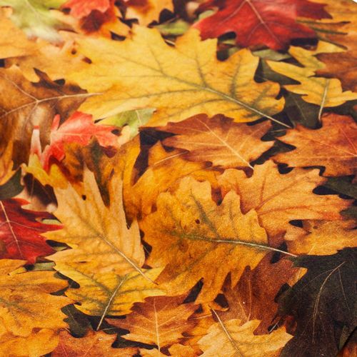 4058896148913 - Baumwollstoff-Digitaldruck Herbstlaub Serie Ria braun-color