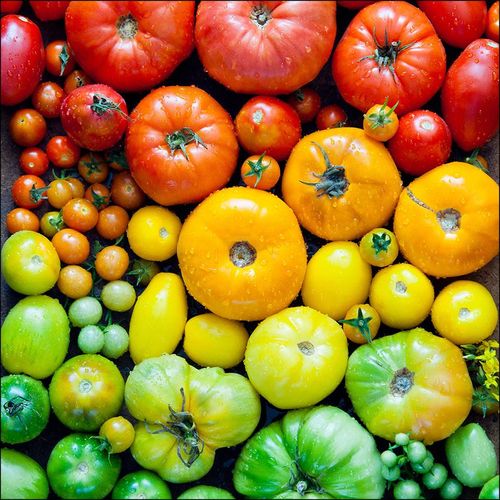 4019449497247 - PRO ART Glasbild COLORFUL TOMATOES (BHT 30x30x130 cm) BHT 30x30x130 cm bunt Acrylglasbild 4019449497247 - PRO ART Glasbild COLORFUL TOMATOES (BHT 30x30x130 cm) BHT 30x30x130 cm bunt Acrylglasbild