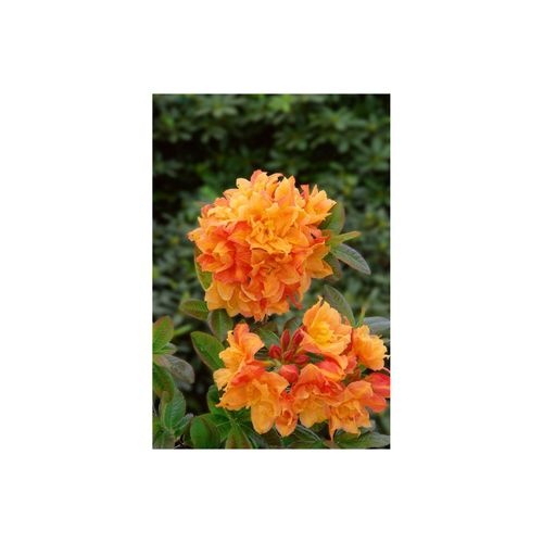 4063654328346 - Rhododendron luteum Csardas gelb 40–50 cm 4063654328346 - Rhododendron luteum Csardas gelb 40–50 cm