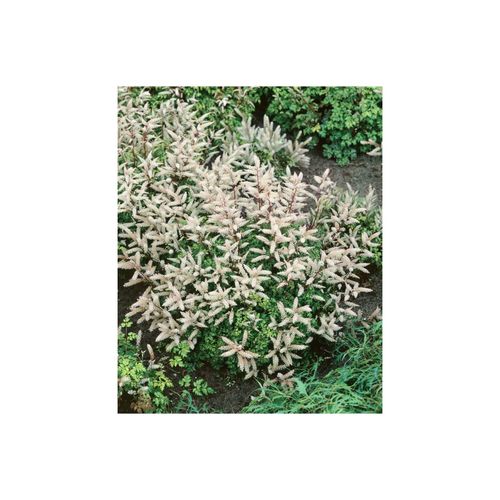 4063654287339 - Aruncus aethusifolius Johannifest Zwerg-Geißbart ca 11x11 cm Topf