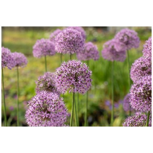 4063654285915 - Allium aflatunense Gladiator Zierlauch violett ca 9x9 cm Topf