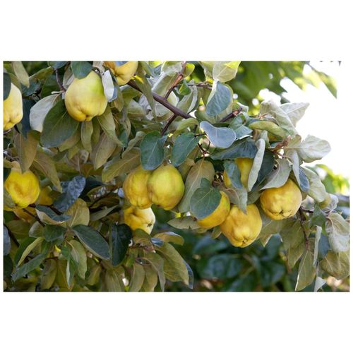 4063654100768 - Prunus domestica wergobst Terrassenobst 40 cm Stammhöhe