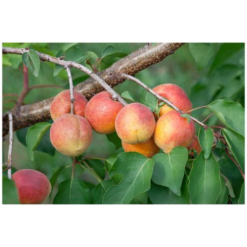 4063654235873 - Prunus armeniaca Ungarische Beste Aprikose 150–200 cm
