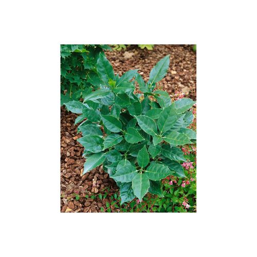 4063654847465 - Aucuba japonica Rozannie Japanische Aukube immergrün 30–40 cm