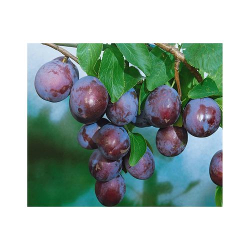 4063654253563 - Prunus domestica Ersinger Frühzwetsche Pflaume 150–200 cm