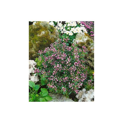 4063654001973 - Andromeda polifolia Nikko Lavendelheide immergrün 30–40 cm 4063654001973 - Andromeda polifolia Nikko Lavendelheide immergrün 30–40 cm
