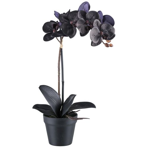 4068222241591 - Kunstorchidee BRUNO BANANI Orchidee Phalaenopsis schwarz H48cm Kunststoff Kunstpflanzen mit real-touch-Blüten 4068222241591 - Kunstorchidee BRUNO BANANI Orchidee Phalaenopsis schwarz H48cm Kunststoff Kunstpflanzen mit real-touch-Blüten