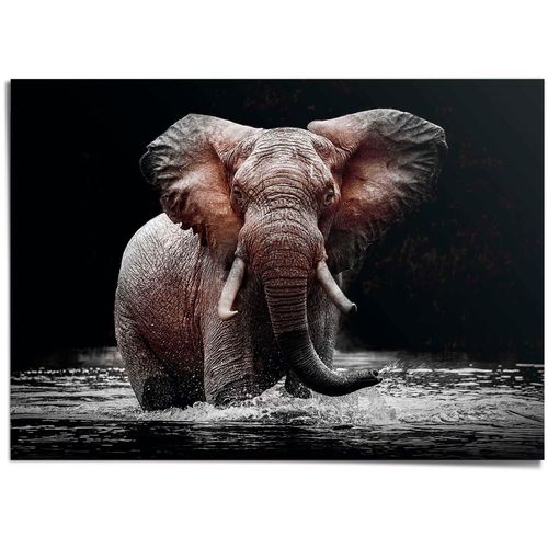 8714597626551 - Poster REINDERS Elefant schwarz (schwarz mit motiv elefant gr 140 x 100 cm) B140cm H100cm T01cm Papier Bilder 8714597626551 - Poster REINDERS Elefant schwarz (schwarz mit motiv elefant gr 140 x 100 cm) B140cm H100cm T01cm Papier Bilder