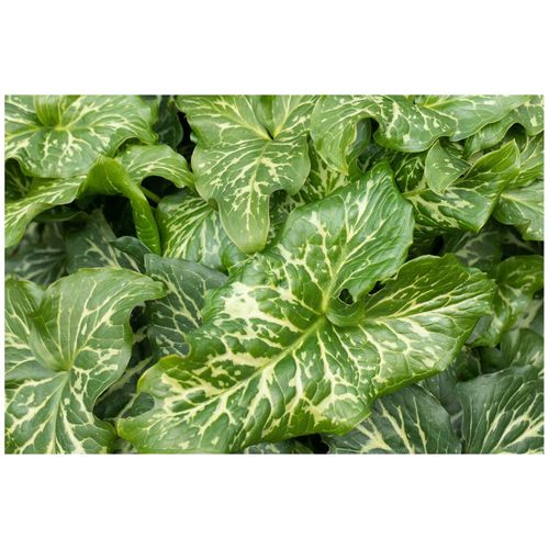 4063654287315 - Arum italicum Pictum Italienischer Aronstab ca 9x9 cm Topf
