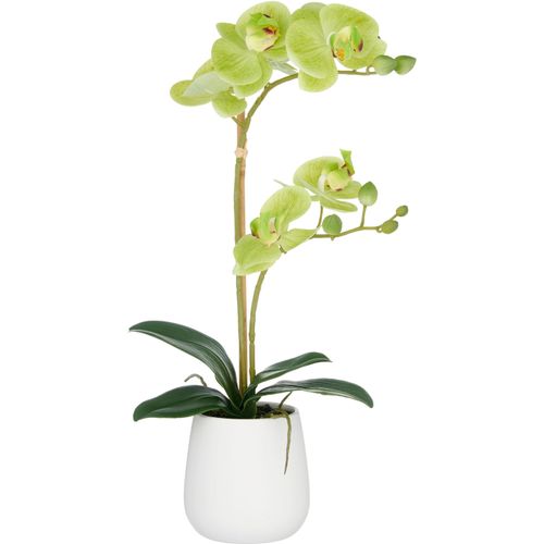 4064118325734 - Kunstorchidee CREATIV GREEN Orchidee Phalaenopsis grün H50cm Kunststoff Kunstpflanzen mit dauerhafter Blütenpracht 4064118325734 - Kunstorchidee CREATIV GREEN Orchidee Phalaenopsis grün H50cm Kunststoff Kunstpflanzen mit dauerhafter Blütenpracht
