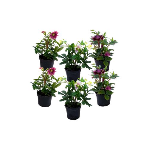 7428479640993 - Plant in a Box - Weihnachtsrosen - 6 Stk - Helleborus orientalis - Höhe 20-30cm - Topf 12cm