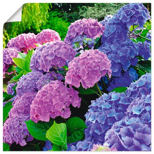 4057738317470 - Wandbild ARTLAND Hortensien im Garten Bilder Gr B H 70 cm x 70 cm Poster Blumen quadratisch 1 St lila Bild Leinwandbild Kunstdrucke Bilder als Alubild Leinwandbild Wandaufkleber oder Poster in versch Größen 4057738317470 - Wandbild ARTLAND Hortensien im Garten Bilder Gr B H 70 cm x 70 cm Poster Blumen quadratisch 1 St lila Bild Leinwandbild Kunstdrucke Bilder als Alubild Leinwandbild Wandaufkleber oder Poster in versch Größen