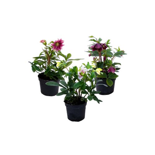 7428475504251 - Plant in a Box - Weihnachtsrosen - 3 Stk - Helleborus orientalis - Höhe 20-30cm - Topf 12cm