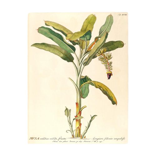 4055065200007 - Bild KOMAR Rainforest Sapling grün (farbe bild(er) grün) B40cm H50cm Holz Papier Bilder Wandbild zur Dekoration - ohne Rahmen